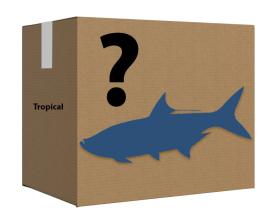 Mystery Box Tropical