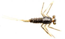 Euro Flies Chauncys March Brown Nymph #12             