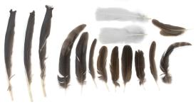 Feather Mix Set Large Feathers - DEMO MODEL