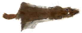 Hareline Pine Squirrel Skin Whole