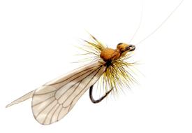 Json Caddis Adult 1 Cinnamon Brown #12