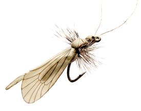 Json Caddis Adult 2 Ash Grey #14
