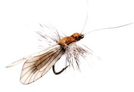 Json Caddis Adult 2 Cinnamon Brown #14