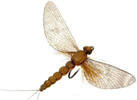 Json Mayfly Spent 1 Cinnamon Brown #10