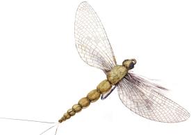 Json Mayfly Spent 1 Olive Grey #10