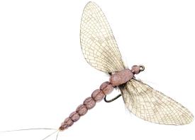 Json Mayfly Spent 1 Vanilla Cream #10