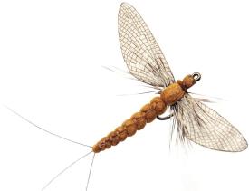 Json Mayfly Spent 2 Cinnamon Brown #12