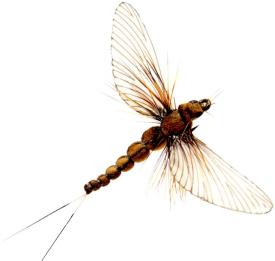 Json Mayfly Spent 3 Cinnamon Brown #18