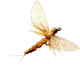 Json Mayfly Spent 3 Sulphur #18