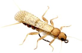 Json Stonefly Adult 1 Golden #8