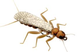 Json Stonefly Adult 1 Olive Brown #8