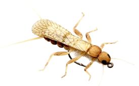 Json Stonefly Adult 2 Gold #12