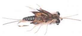 Euro Flies Stella Stone Fly Natural #8